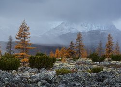 Jesień, Góry Kołymskie, Mgła, Rośliny, Drzewa, Skały, Kołyma, Obwód magadański, Rosja