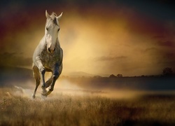 Koń biegnie przez zamgloną łąkę
