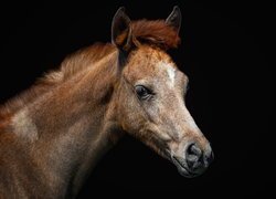 Koń, Koń czystej krwi arabskiej, Arabian horse, Hodowla, Marbach stud