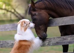 Koń i biało-rudy pies
