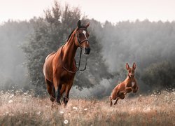 Koń, Pies, Podenco, Łąka