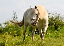 Koń, Maść perłowa: perlino, Łąka
