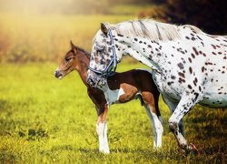 Koń maści tarantowatej i źrebię