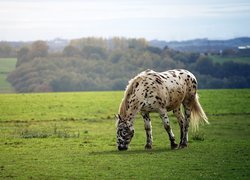 Pstrokaty, Koń, Maść tarantowata, Pastwisko