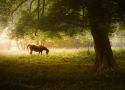 Koń pasący się pod drzewem w Parku Narodowym Peak District