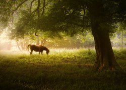 Anglia, Hrabstwo Derbyshire, Park Narodowy Peak District, Drzewo, Koń, Łąka