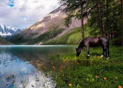 Koń przy górskim jeziorze