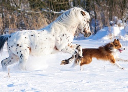 Koń rasy appaloosa z psem border collie biegają po śniegu pod lasem