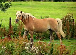 Koń rasy haflinger