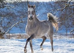 Koń siwek biegnący po śniegu