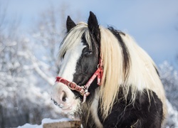 Koń z białą grzywą w zimowej scenerii