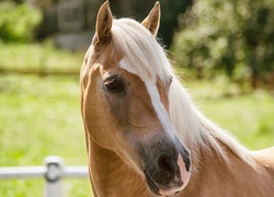 Koń z blond grzywą