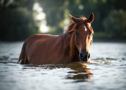 Koń, Zanurzony, Woda