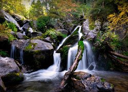 Konar drzewa na kamieniach nad rzeką w lesie