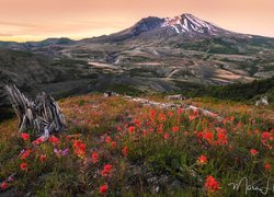Konar na łące w kwiatach na tle wulkanu Mount St Helens
