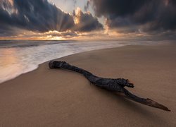 Morze, Plaża, Chmury, Konar