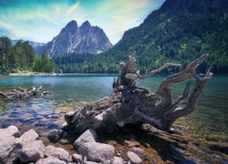 Góry, Pireneje, Drzewa, Las, Jezioro Estany de Sant Maurici, Kamienie, Konary, Niebo, Brzeg, Park Narodowy Aiguestortes i Estany de Sant Maurici, Hiszpania