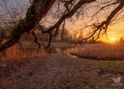 Konary drzewa nad rzeką w promieniach słońca