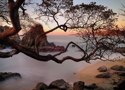 Konary drzewa nad skalistym wybrzeżem morza