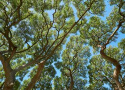 Konary zielonych drzew liściastych na tle nieba