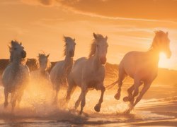 Konie biegnące przez wodę w promieniach słońca