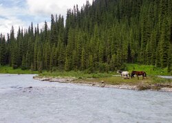 Konie i las iglasty nad rzeką