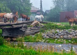 Konie na drewnianym mostku nad rzeką