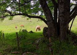 Konie na ogrodzonym pastwisku obok rozłożystego drzewa