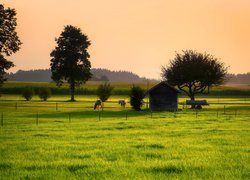 Konie, Pastwisko, Drzewa, Las, Mgła, Łąka