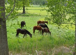 Konie, Pastwisko, Zielone, Drzewa