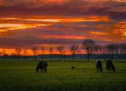 Pole, Łąka, Drzewa, Trawa, Konie, Zachód słońca