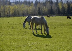 Konie, Pastwisko, Las