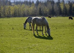 Konie, Pastwisko, Las