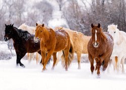 Konie na śniegu