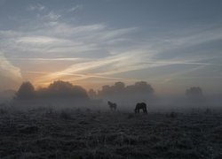 Łąka, Konie, Drzewa, Mgła