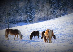 Konie na zaśnieżonym wzgórzu pod lasem