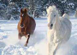 Konie na zimowym wybiegu