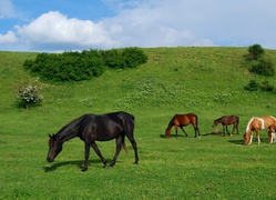 Łąka, Wzgórza, Wypas, Konie, Wiosna