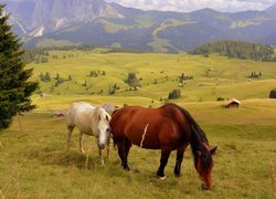 Konie pasące się na łące z widokiem na domy i góry w Dolomitach