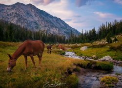 Góry, Wallowa Mountains, Rzeka, Lostine River, Konie, Drzewa, Stan Oregon, Stany Zjednoczone