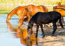 Konie pijące wodę w rzece