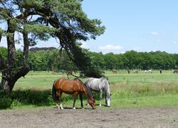 Konie pod drzewem i na pastwisku