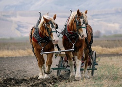 Konie podczas pracy w polu
