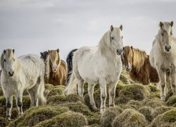 Konie pośród kęp traw