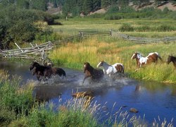 Konie przebiegające rzekę