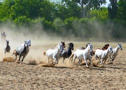 Konie, Galop, Piasek