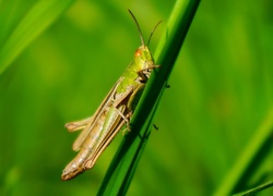 Konik polny na źdźble zielonej trawy