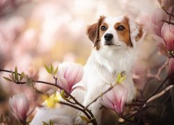 Płochacz holenderski, Kooikerhondje, Magnolia, Kwiaty