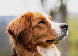 Kooikerhondje