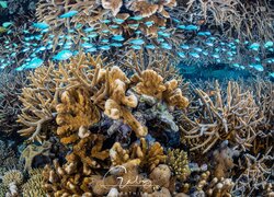 Koralowce i niebieskie ryby